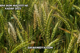 Arpa Ekim Maliyeti Ne Kadar 2025