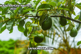Avokado Bahçesi Maliyeti 2025