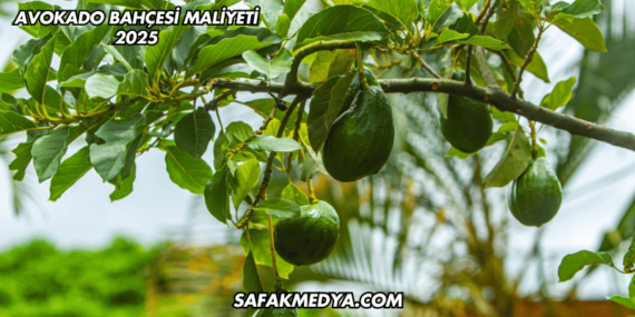 Avokado Bahçesi Maliyeti 2025