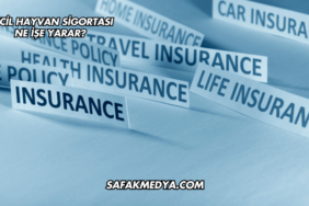 Evcil Hayvan Sigortası Ne İşe Yarar?