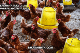 Salma Tavukçuluk Yumurta Maliyeti 2025