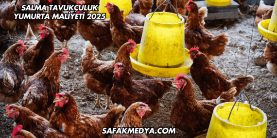 Salma Tavukçuluk Yumurta Maliyeti 2025