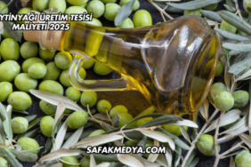 Zeytinyağı Üretim Tesisi Maliyeti 2025